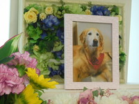 水戸市愛犬レナちゃん