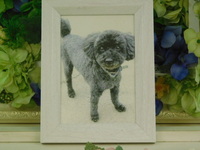 笠間市愛犬風太ちゃん