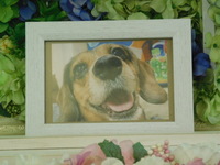 笠間市愛犬そらちゃん