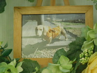 常陸大宮市愛犬ゴンタちゃん