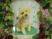 水戸市愛犬ヨウちゃん