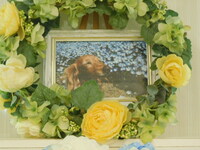 ひたちなか市愛犬チョコちゃん