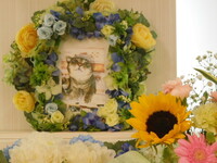 水戸市愛猫りょうちゃん