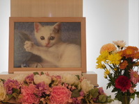 水戸市愛猫みこちゃん