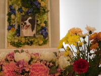 水戸市愛犬アビーちゃん