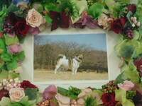 水戸市愛犬ヤマトちゃん