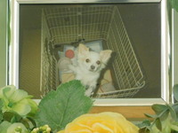 常陸大宮市愛犬アミーちゃん