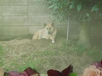 水戸市愛犬ロンちゃん