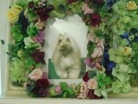 ひたちなか市愛犬CIeI（シェル）ちゃん