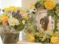 水戸市愛犬ジェットちゃん