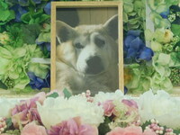 水戸市愛犬チロルちゃん