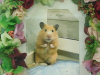 水戸市キンクマハムスターきなこちゃん