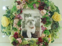 水戸市愛犬コナちゃん