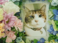 水戸市愛猫にゃんぷくちゃん