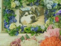 埼玉県愛犬そらまめちゃん