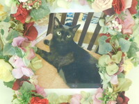 水戸市愛猫ルドルフちゃん