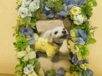 水戸市の愛犬マルタちゃん