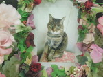 水戸市愛猫リリちゃん