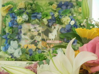 水戸市愛犬きららちゃん