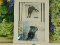 茨城町愛犬サンちゃん