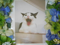 水戸市愛猫チビちゃん