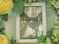 水戸市愛犬シャネルちゃん