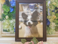 小美玉市愛犬メリーちゃん