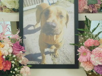 日立市愛犬ブルートちゃん