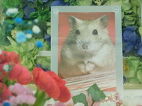 笠間市イエロージャンガリアン・きなこちゃん