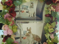 水戸市愛兎こまるちゃん