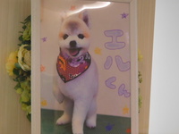 水戸市愛犬エルちゃん