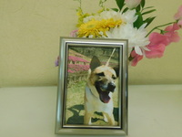 水戸市愛犬おとめちゃん