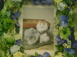 茨城町愛猫デコちゃん