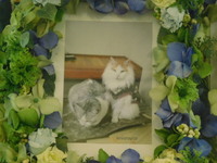 茨城町愛猫デコちゃん