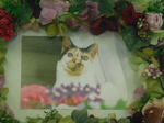 常陸太田市愛猫もなかちゃん