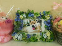 水戸市愛犬ハリーちゃん