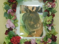 水戸市愛兎てんちゃん