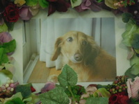 東海村愛犬ももちゃん