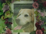 茨城町愛犬マロンちゃん