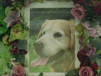 茨城町愛犬マロンちゃん