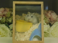 常陸大宮市ハムスターハムちゃん