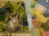 水戸市愛猫つゆちゃん