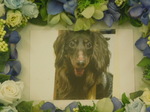 城里町愛犬れおんちゃん
