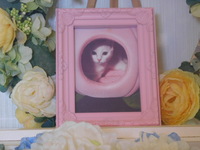 ひたちなか市愛猫ももちゃん