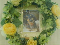 常陸太田市愛犬ももちゃん