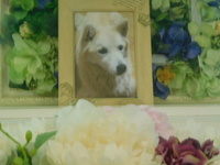 水戸市愛犬ポロンちゃん