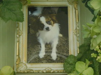 那珂市愛犬とのちゃん