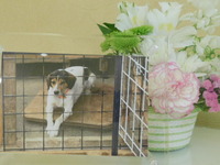 水戸市愛犬ラッキーちゃん