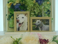 日立市愛犬ぐぅちゃん