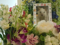 笠間市長毛ハムスター・ハクちゃん